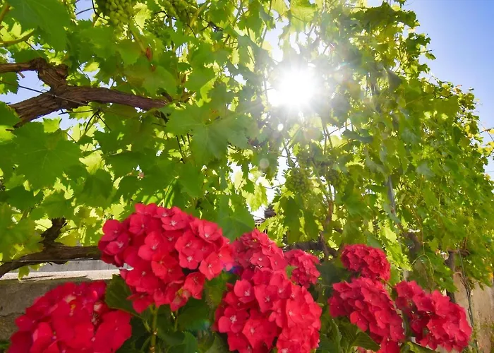 Vip Διαμέρισμα